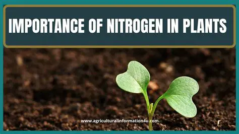 Importance of Nitrogen for Plant Growth