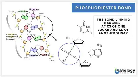 Importance of Phosphodiester Bond
