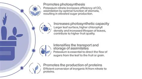 Importance of Potassium Nitrate