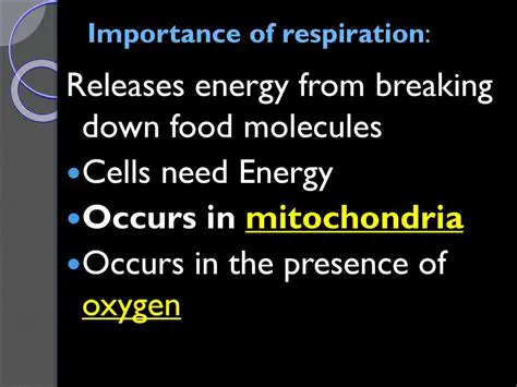 Importance of Respiration in Different Organisms