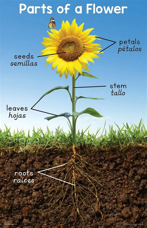 Importance of Sunflower and Paddy Plants