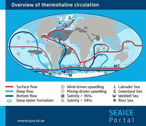 Importance of Thermohaline Circulation