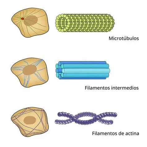 Importancia de los Filamentos Estaminales
