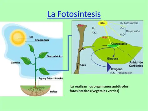 Importancia de los organismos