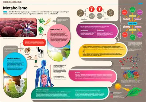 Importancia del Metabolismo en la Vida
