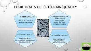Improvement of the quality of rice