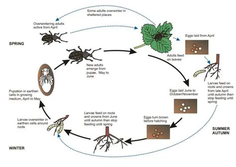 Increase the size of the weevil and fruit