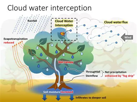 Increase water interception