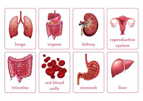 Increased availability of organs