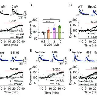Increased dopamine release