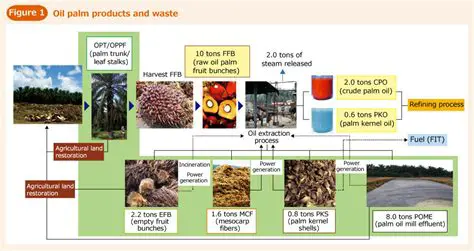 Increases the added value of oil palm waste
