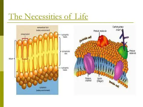 Increasing the Necessities of Life