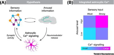Integrate sensory information