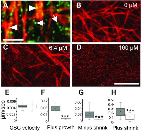 Interaction between Varieties and Oryzalin Concentration