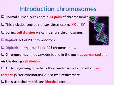 Introduction to Chromosomes