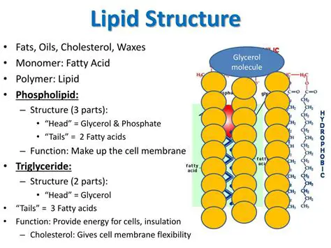 Introduction to Lipid Molecules
