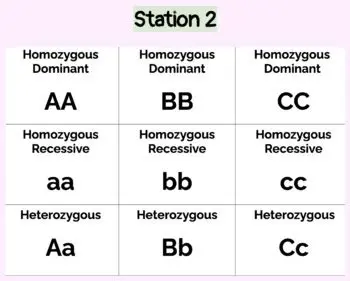 Introduction to Punnett Squares