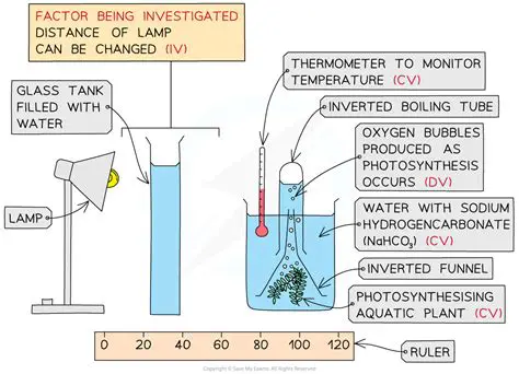 Investigate the effect of different doping concentrations