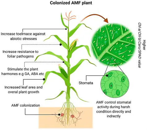 Investigating the effect of mycorrhizal treatment on other crops