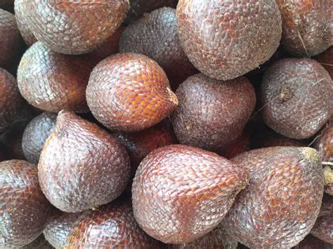 Investment in Salak Pondoh farming