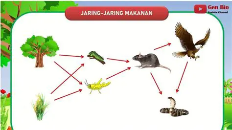 Jaring Makanan Heterotrofik