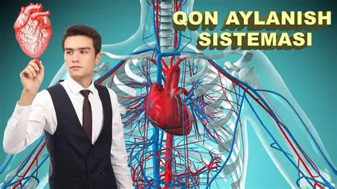 Katta qon aylanish sistemasi