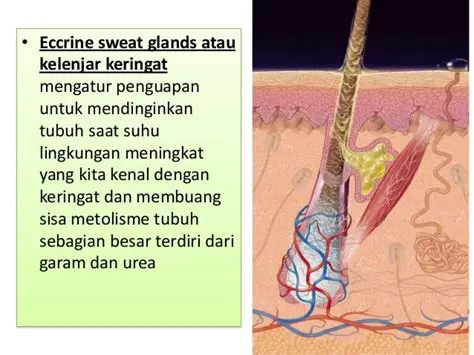Kelenjar Keringat yang Lebih Aktif