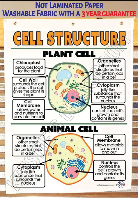 Key Characteristics of Plant and Animal Cells