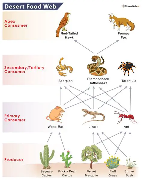 Key Components of a Food Web