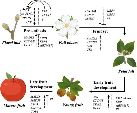 Key Factors Influencing Molecular Shape