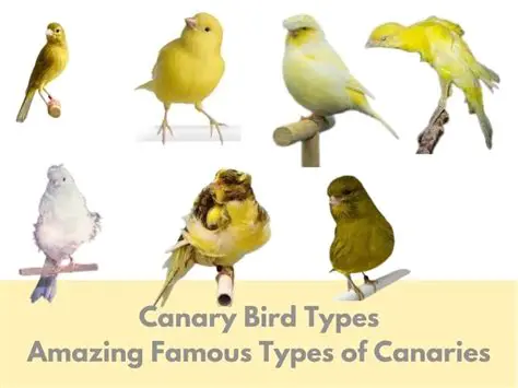 Key Features of Canary InfoLink
