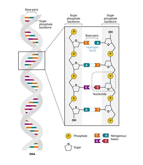 Key Features of DNA Designs Toolbar