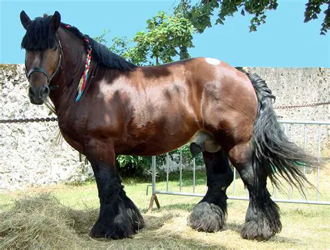 Key Features of Heavy Horses