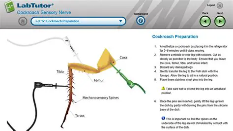 Key Features of LabTutor 4