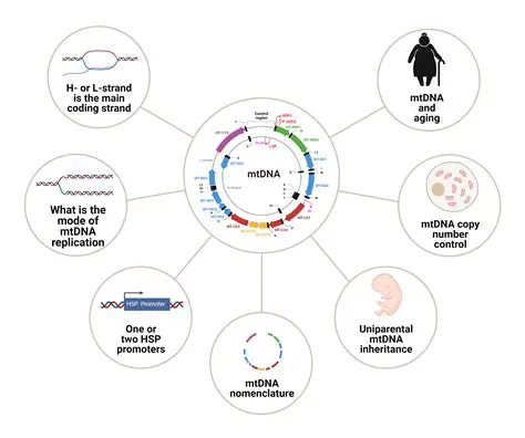 Key Features of mtDNA Community