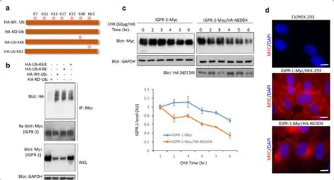 Key Features of Need4 Archos Converter