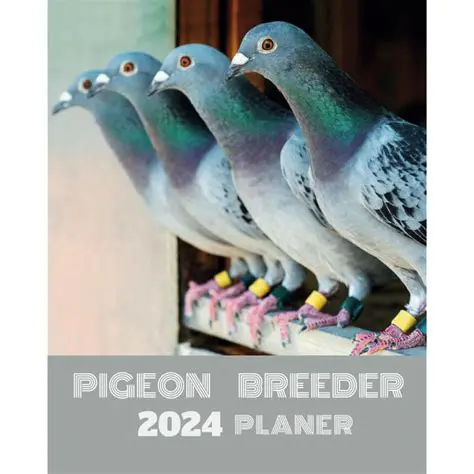 Key Features of Pigeon Loft Organizer 4