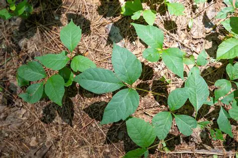 Key Features of Poison Ivy
