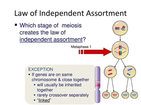 Key Features of the Law of Assortment
