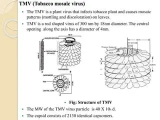 Key Features of TMV Transcoder
