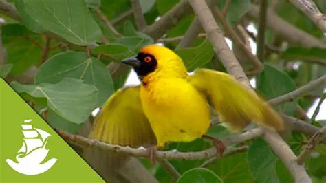 Key Features of WeaverBird