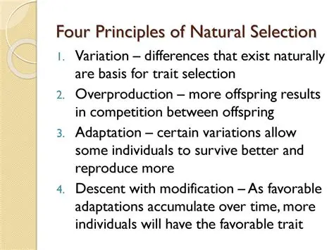 Key Principles of Natural Selection