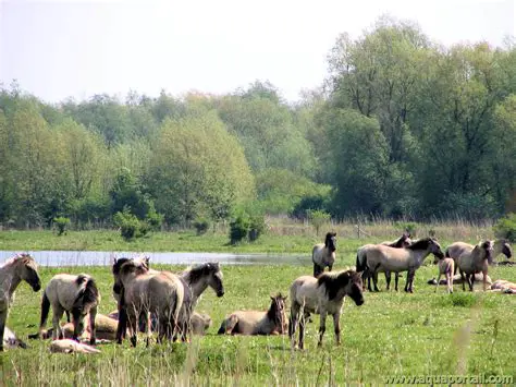 La Conservation de la Nature