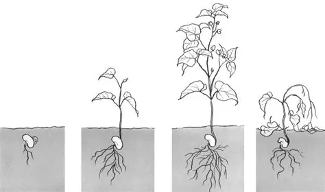La Croissance de la Plante