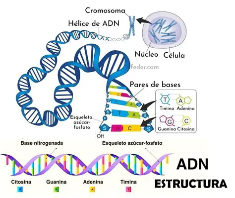 La importancia de la estructura molecular del DNA