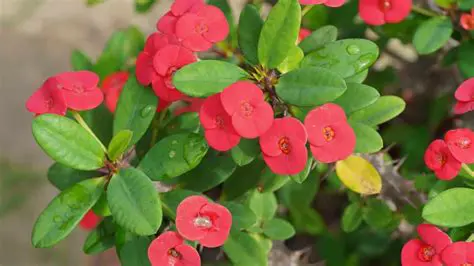 La Importancia de la Fe en la Vida de los Creyentes