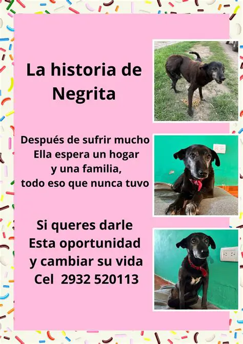 La Importancia de la Historia de Negrita