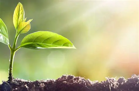 La Importancia de la Luz para las Plantas