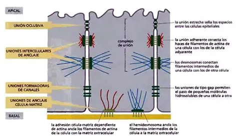 La importancia de las uniones de anclaje en la piel
