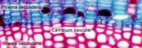 La Importancia del Cambium Vascular